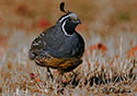 Callipepla californica